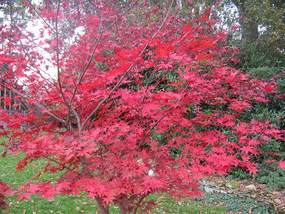 Acer palmatum 'Nuresagi' 