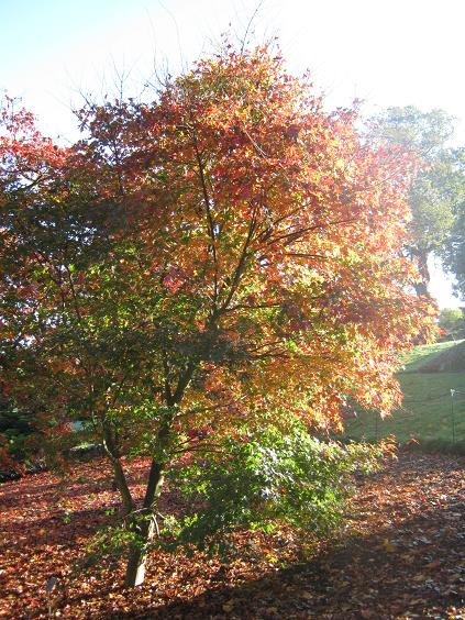 Acer palmatum 'Orido Nishiki' 