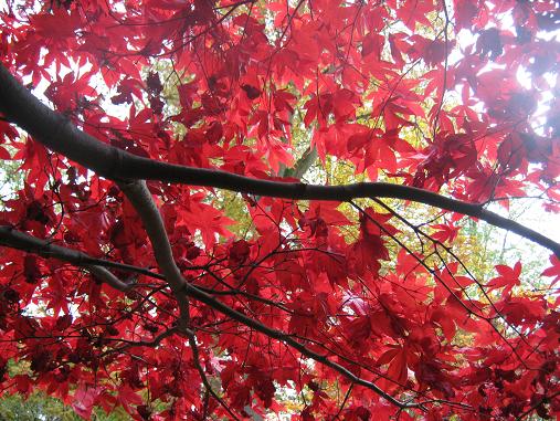 Acer palmatum 'Osakazuki' 