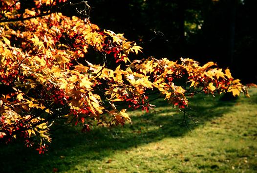 Acer palmatum 'Osakazuki' 