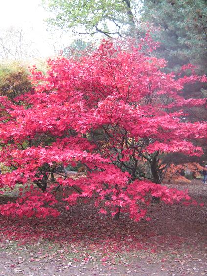 Acer palmatum 'Osakazuki' 