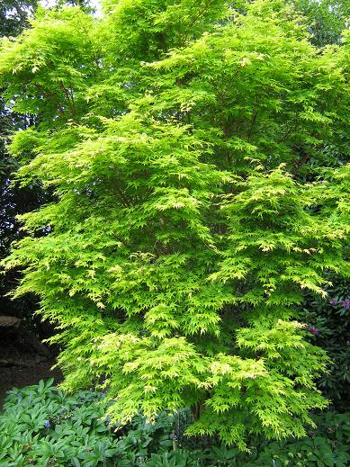 Acer palmatum 'Sango Kaku' 