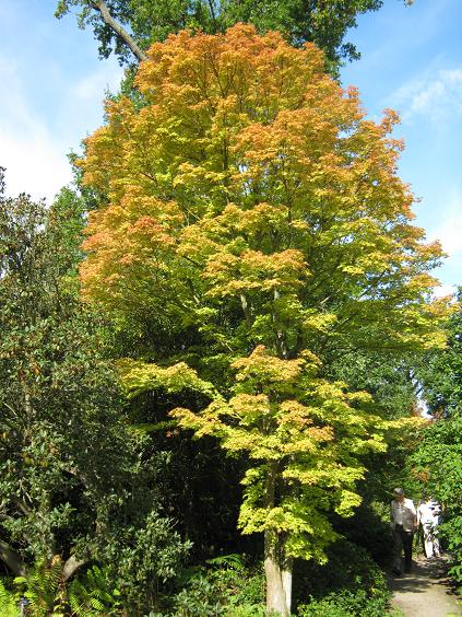 Acer palmatum 'Sango Kaku' 