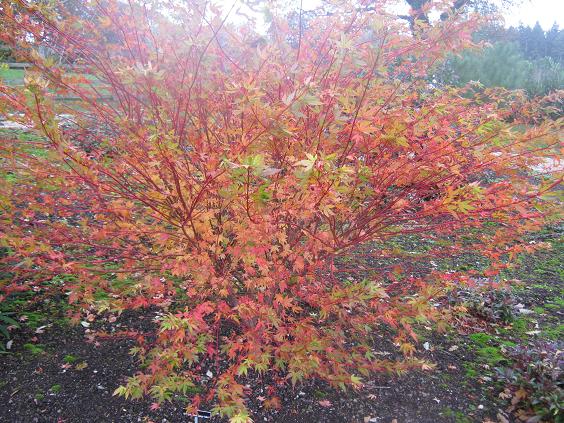 Acer palmatum 'Sango Kaku' 