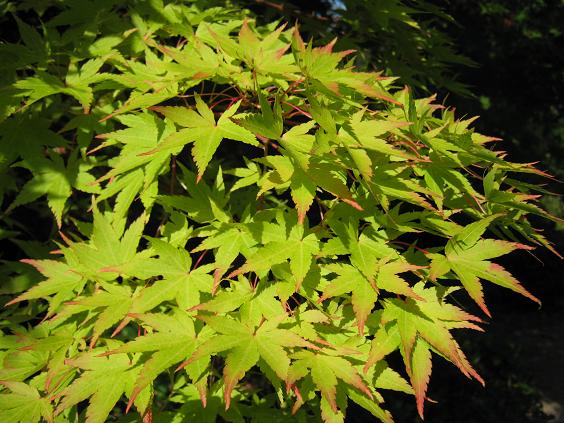 Acer palmatum 'Sango Kaku' 