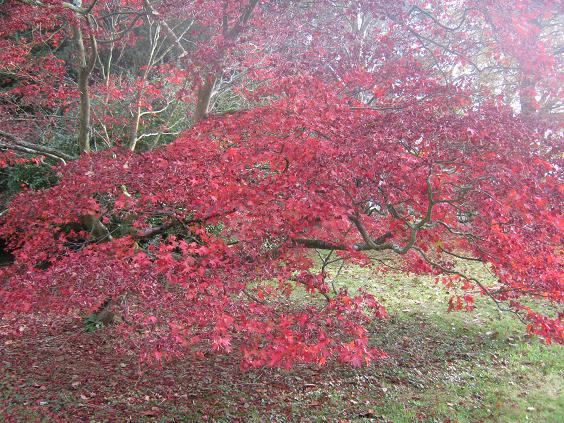 Acer palmatum 'Sanguineum' 