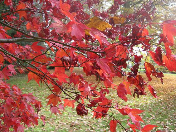 Acer palmatum 'Sanguineum' 