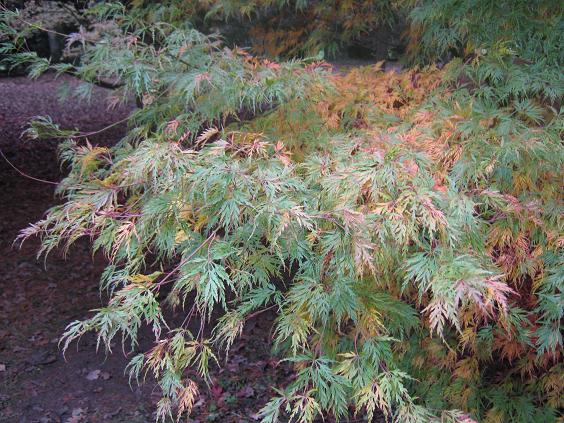 Acer palmatum 'Seiryu' 