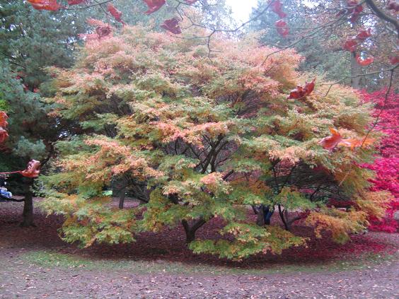 Acer palmatum 'Seiryu' 