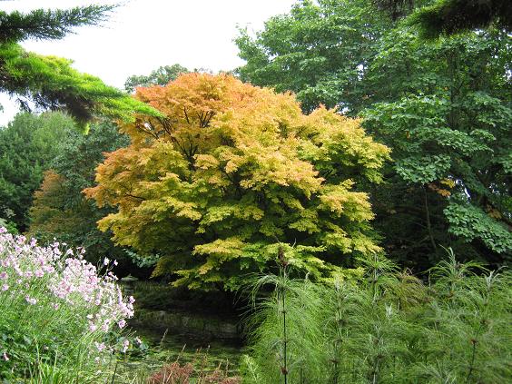 Acer palmatum 'Senkaki' 