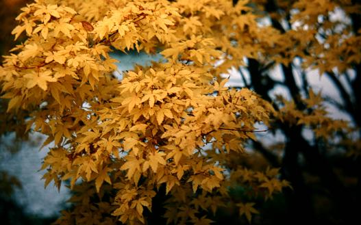 Acer palmatum 'Senkaki' 