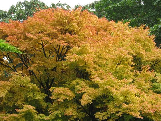 Acer palmatum 'Senkaki' 