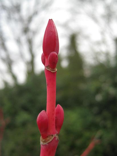 Acer pennsylvanicum 'Erythrocladum' 