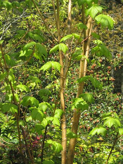 Acer pennsylvanicum 'Erythrocladum' 