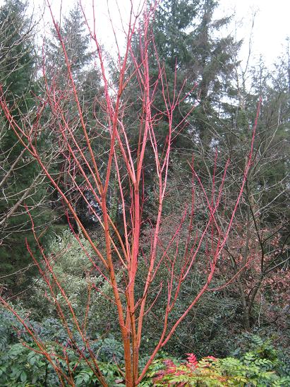 Acer pennsylvanicum 'Erythrocladum' 