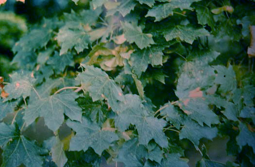 Acer platanoides 