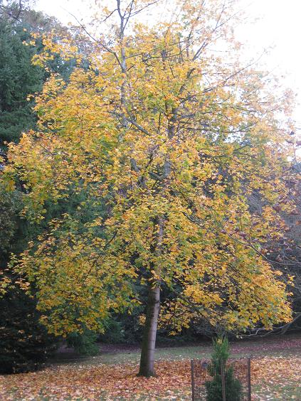 Acer platanoides 'Summershade' 