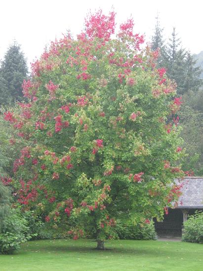 Acer rubrum 'Scanlon' 