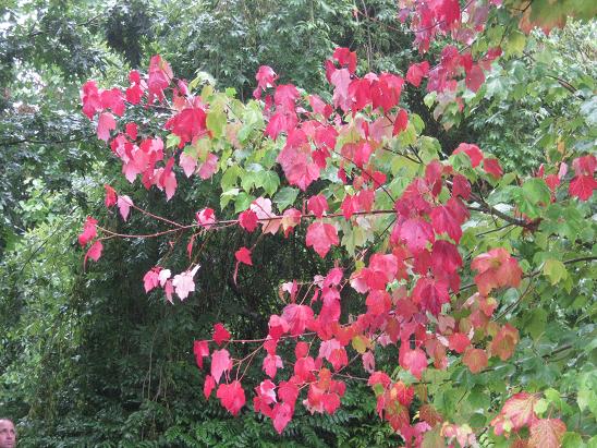 Acer rubrum 'Scanlon' 