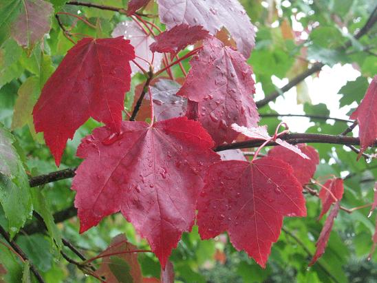 Acer rubrum 'Scanlon' 