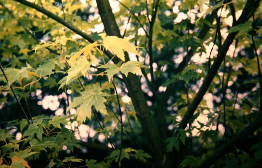 Acer saccharinum 