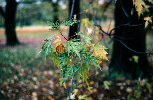 Acer saccharinum 'Laciniatum' 