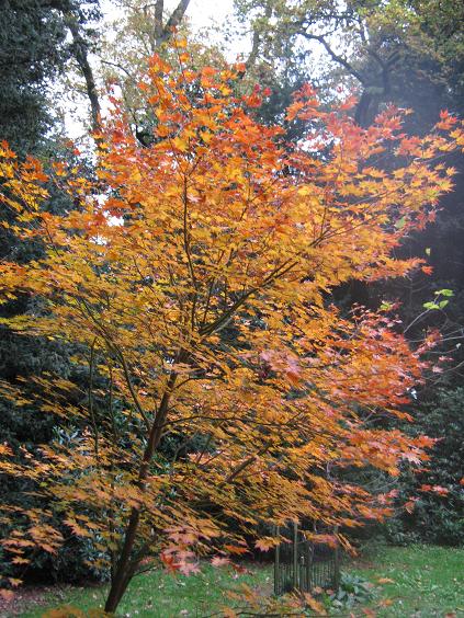 Acer shirasawanum 