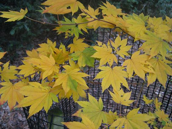 Acer shirasawanum 