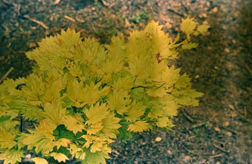 Acer shirasawanum 'Aureum' 