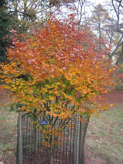 Acer sieboldianum 'Isis' 