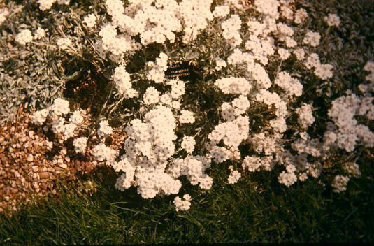 Achillea clavennae 