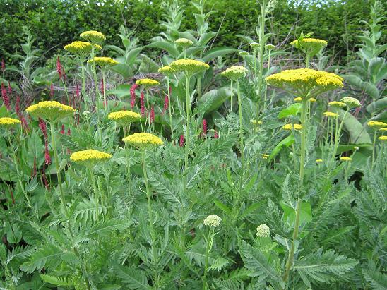 Achillea filipendulina 'Cloth of Gold' 