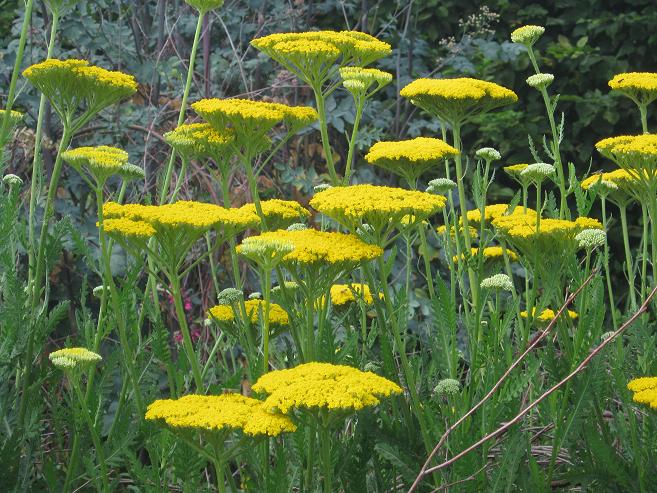 Achillea filipendulina 'Gold Plate' 