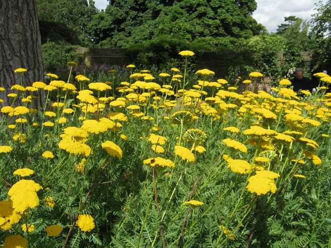 Achillea filipendulina 'Gold Plate' 