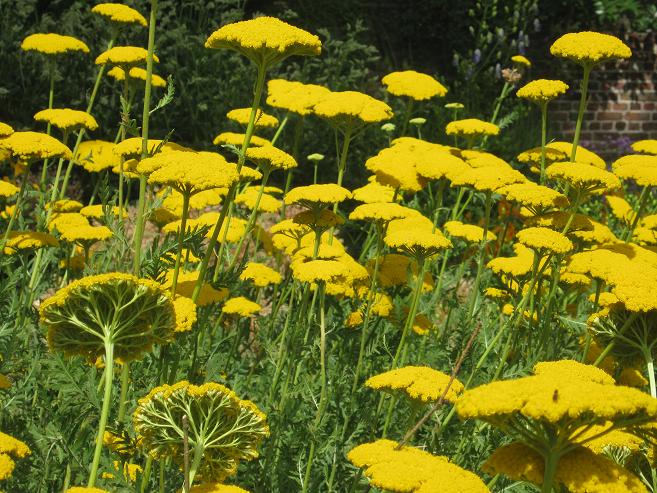 Achillea filipendulina 'Gold Plate' 