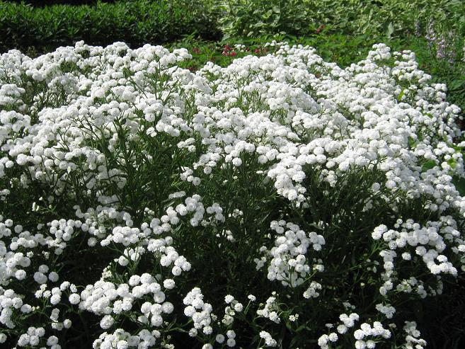 Achillea ptarmica 'Perry's White' 