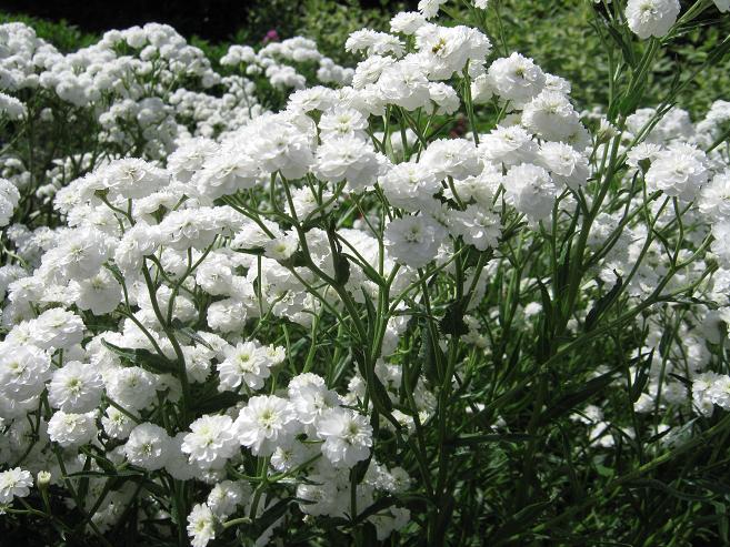 Achillea ptarmica 'Perry's White' 