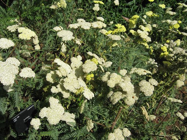 Achillea 'Taygetea' 