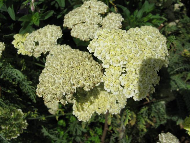 Achillea 'Taygetea' 