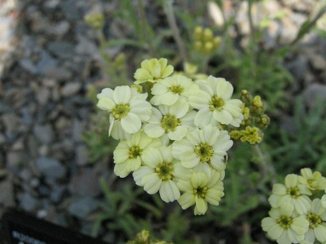 Achillea x lewsii 'King Edward' 