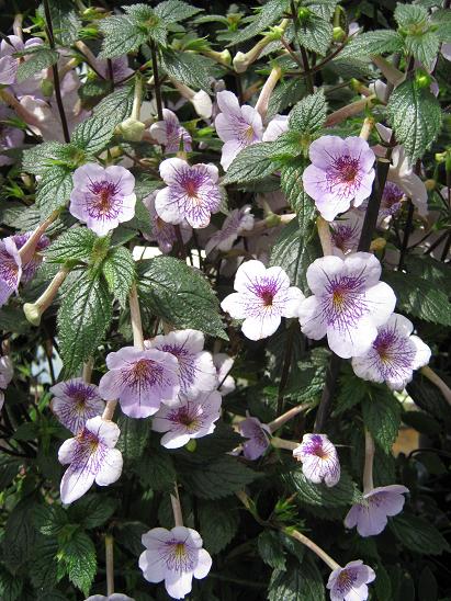 Achimenes 'Blue Stars' 