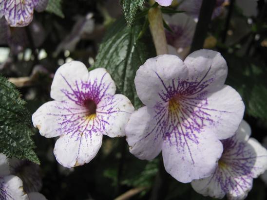 Achimenes 'Blue Stars' 