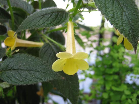 Achimenes 'Clouded Yellowstone' 