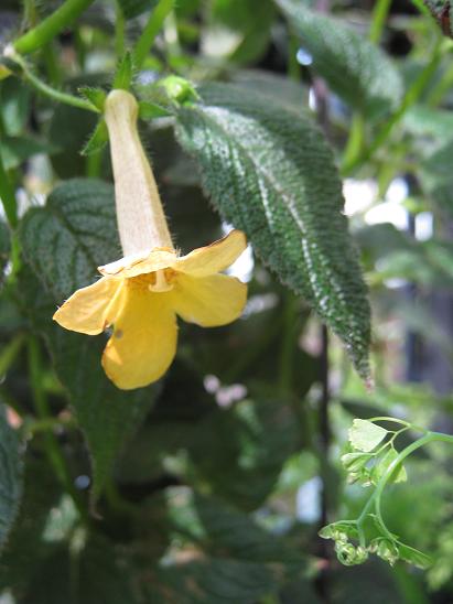 Achimenes 'Clouded Yellowstone' 