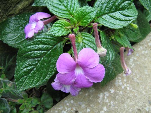 Achimenes grandiflora 