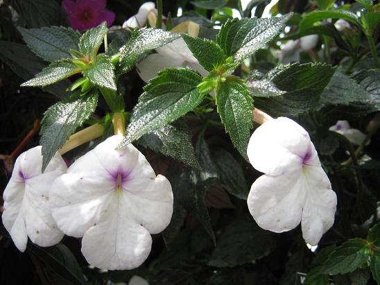 Achimenes 'Snow Princess' 