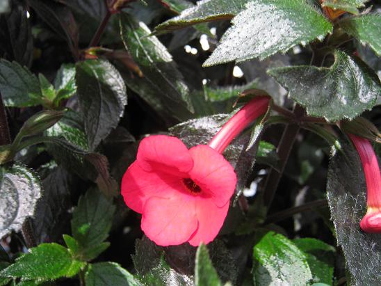 Achimenes 'Tetra Himalayan Orange' 