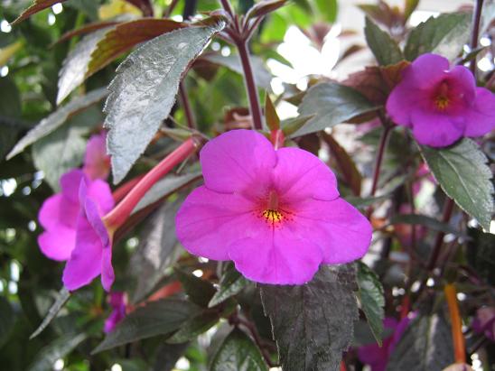 Achimenes 'Vivid' 