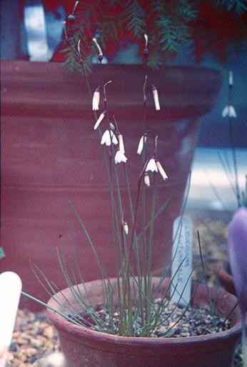 Acis autumnalis 