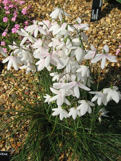 Acis trichophylla 